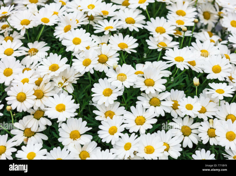 Daisy Duke Jeep For Sale: Your Comprehensive Guide to Owning an American Icon