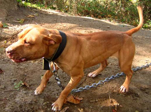 Jeep Pitbull For Sale: Your Ultimate Guide to Acquiring an Off-Road Beast