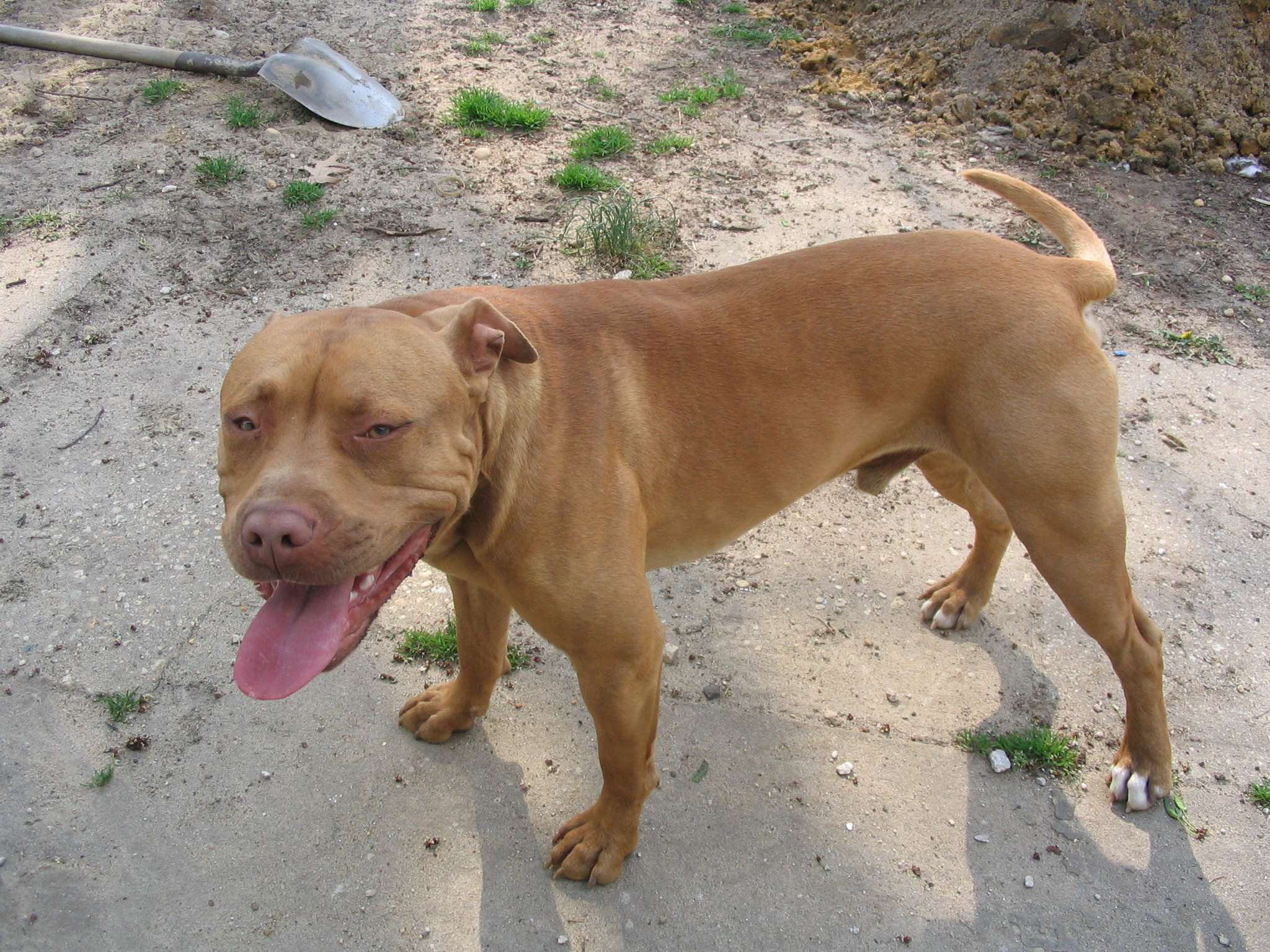 Jeep Redboy Pitbulls For Sale: A Comprehensive Guide to Understanding, Finding, and Owning These Remarkable Canines