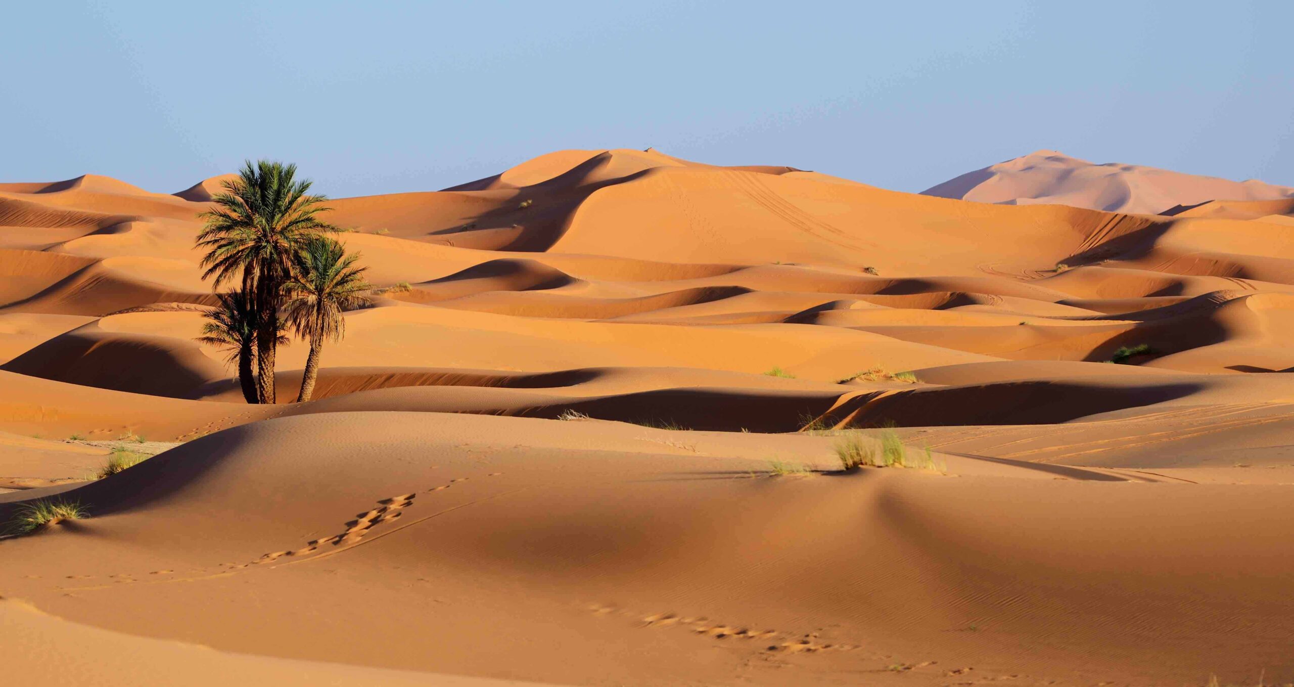 Sahara Tan Jeep For Sale: A Comprehensive Guide to Finding Your Desert Dream Machine