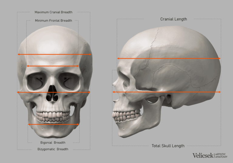 Skull Accessories For Jeep Wrangler: Unleash Your Ride’s Inner Rebel